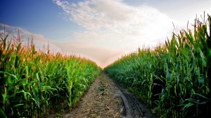 A road leads deep into a  Kansas cornfield in late July.